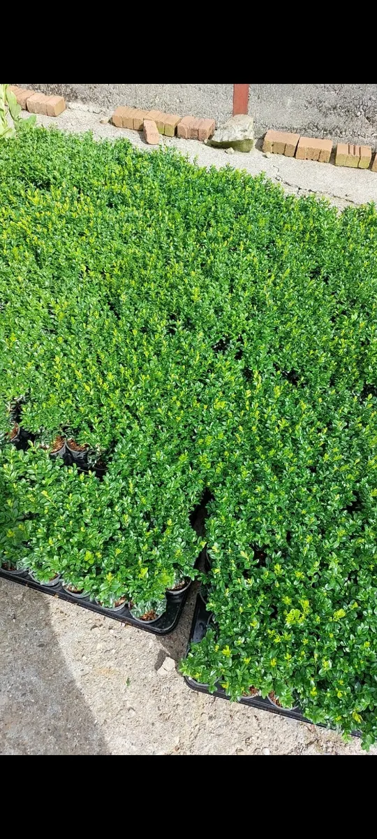 Box Hedging - Image 1