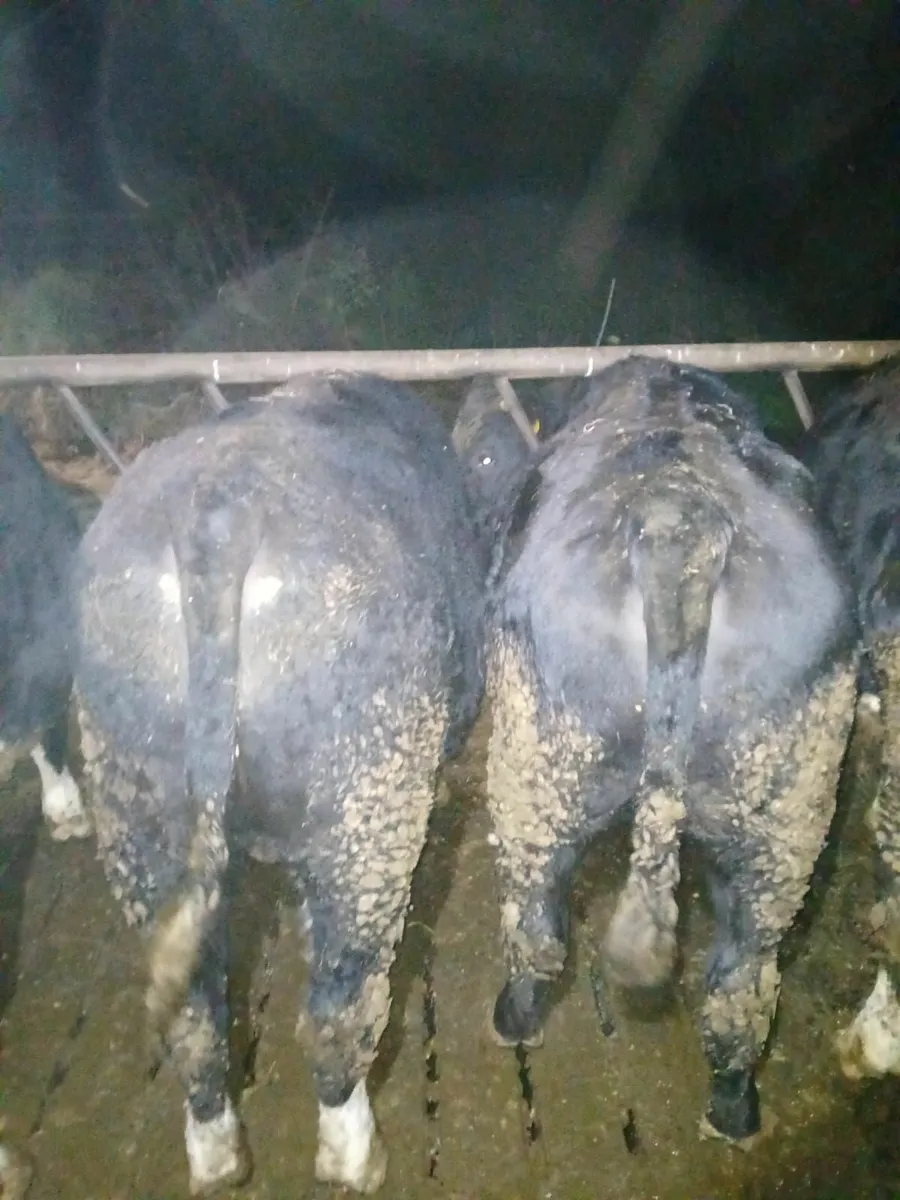 50 Bullocks - Image 3