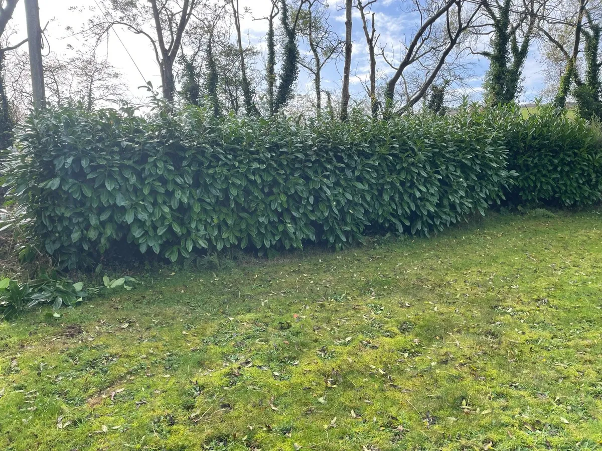 Landscaping &hedge cutting - Image 3