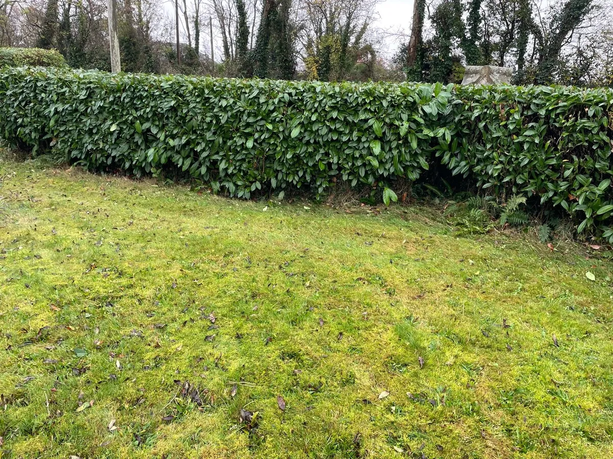 Landscaping &hedge cutting - Image 4