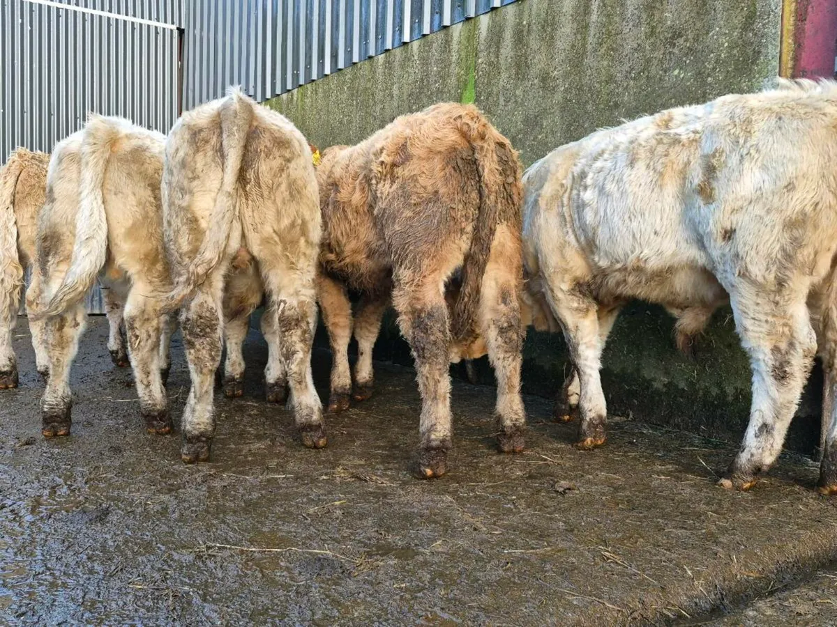 5 Super Charollais Bull Weanlings - Image 1