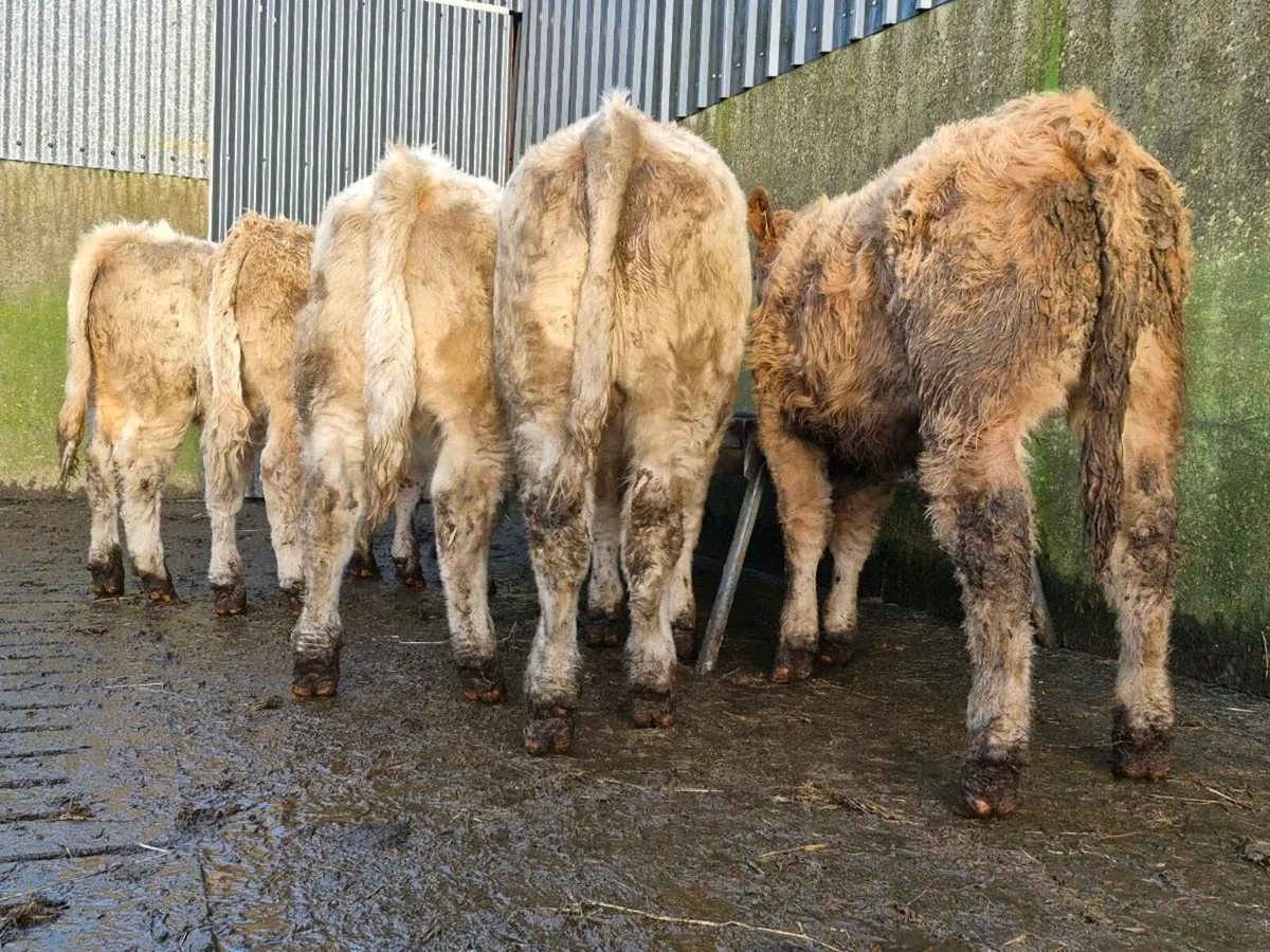 5 Super Charollais Bull Weanlings - Image 3