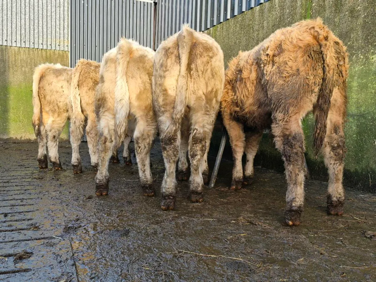 5 Super Charollais Bull Weanlings - Image 4