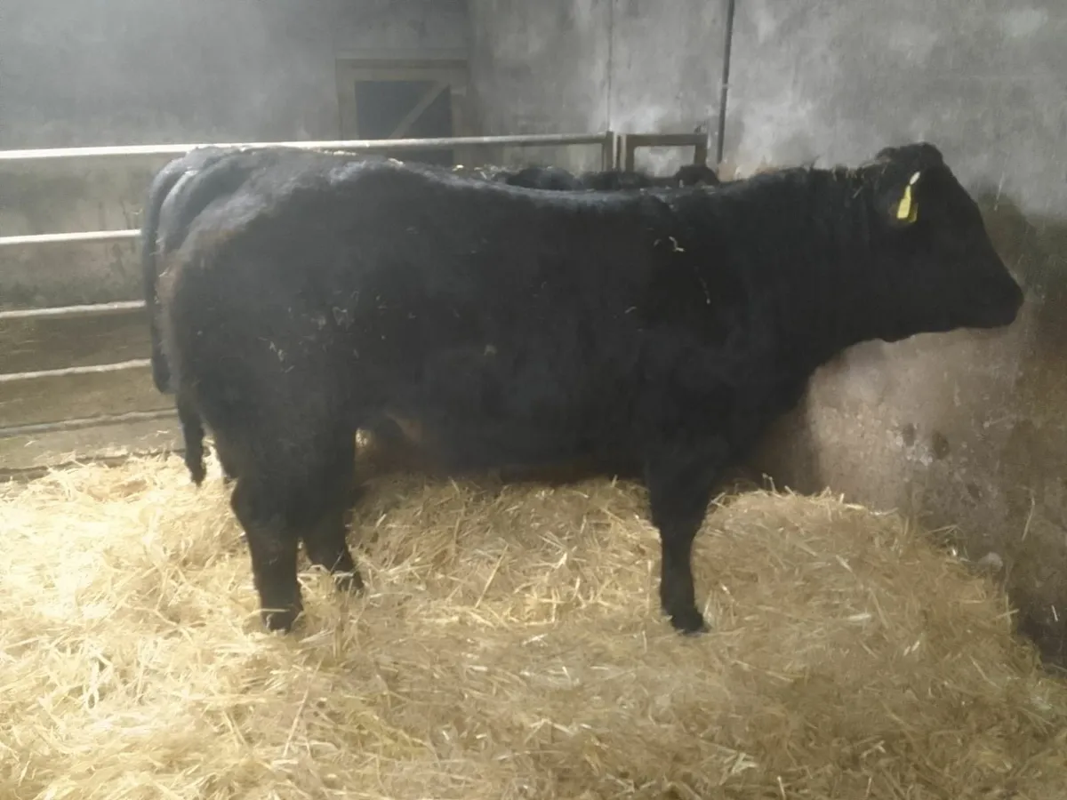 Breeding Heifers - Image 1