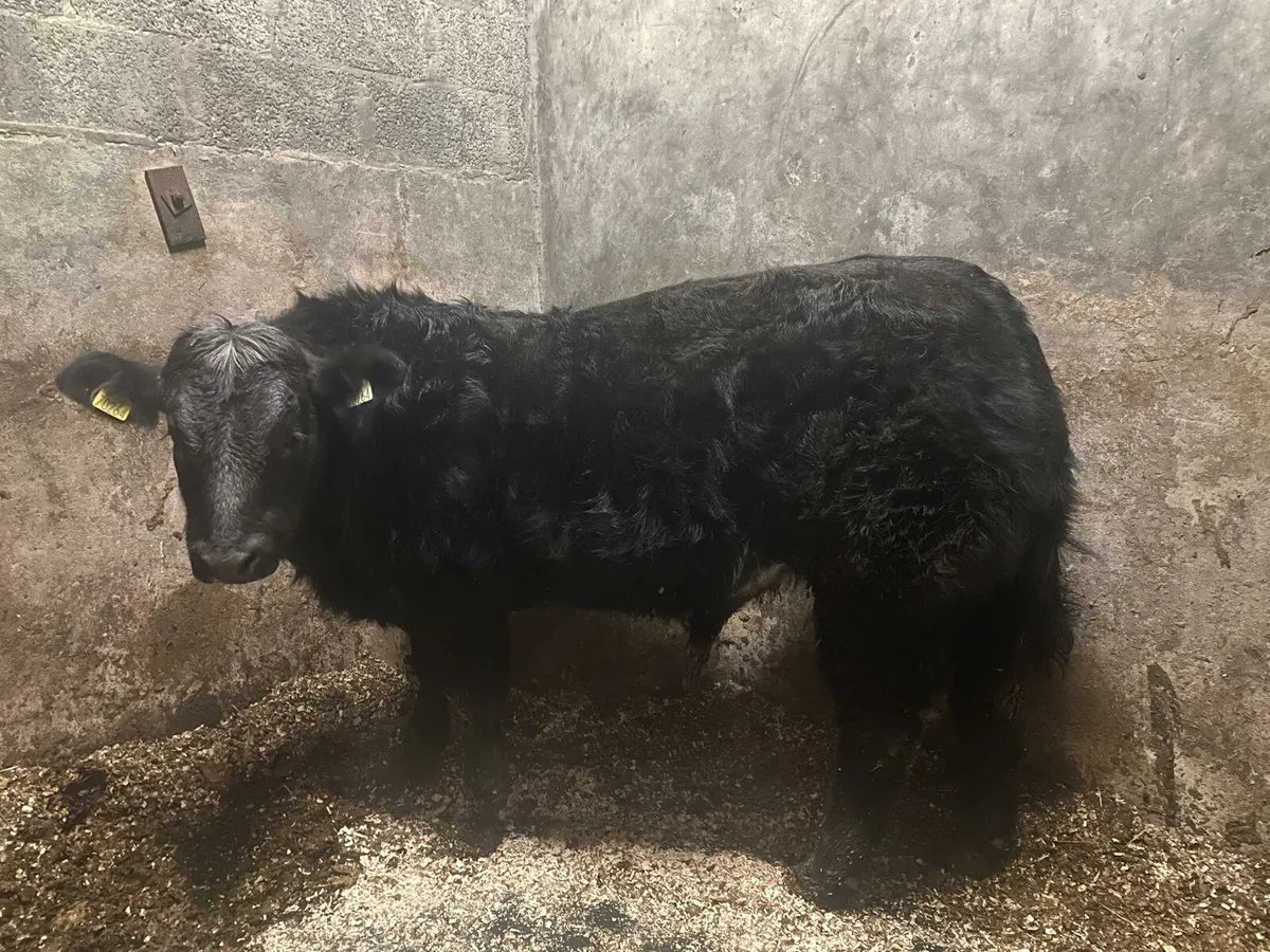 Serious bull calf for ballinasloe mart  tomorrow - Image 1