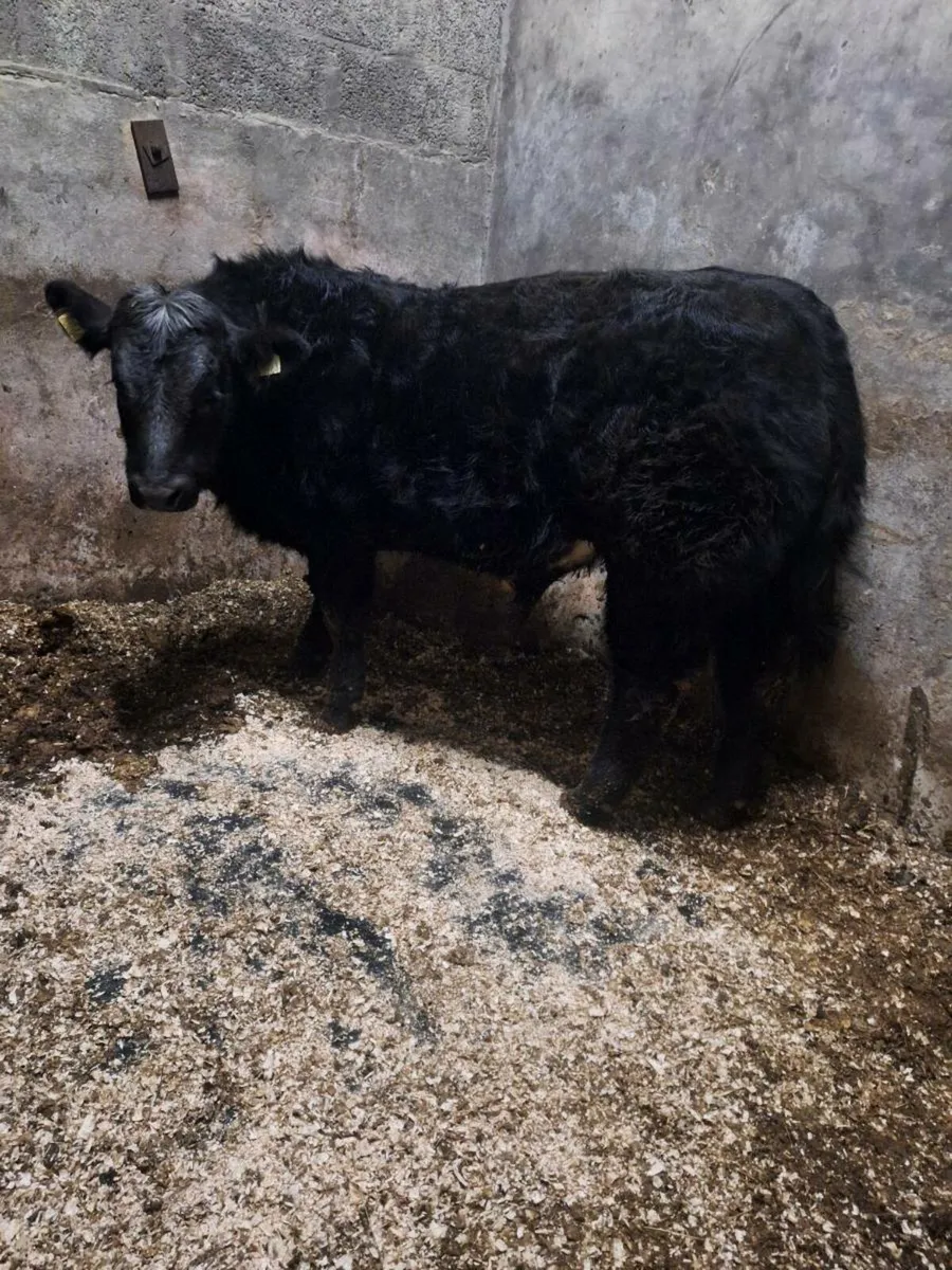 Serious bull calf for ballinasloe mart  tomorrow - Image 2