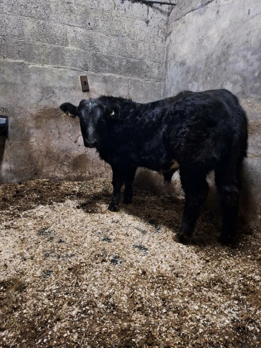 Serious bull calf for ballinasloe mart  tomorrow - Image 3