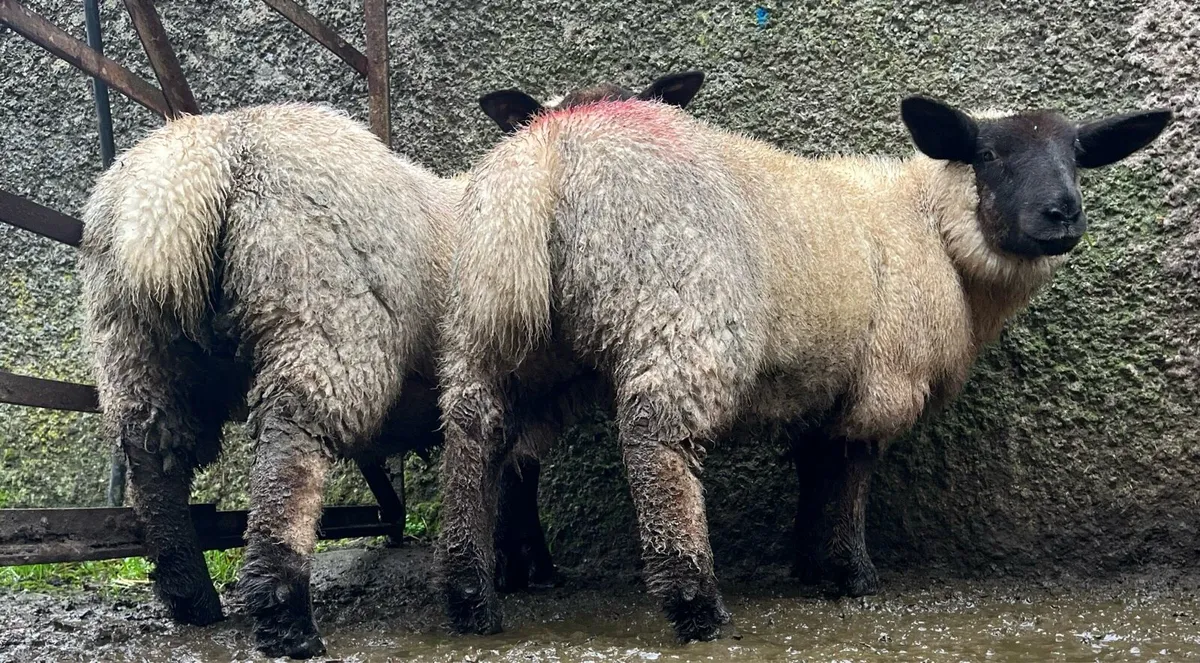 5 serious suftex ewe lambs - Image 1