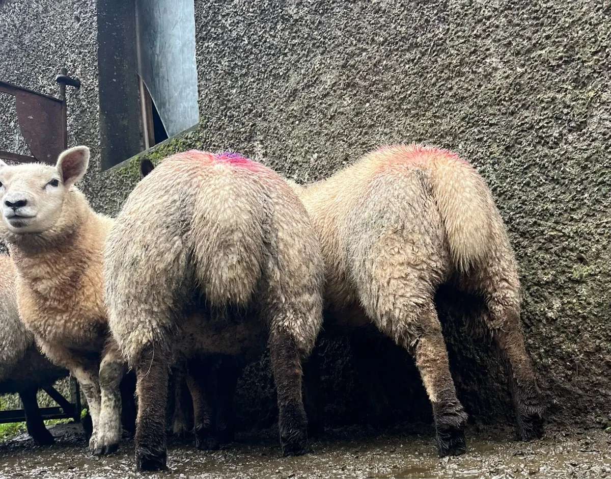 5 serious suftex ewe lambs - Image 2