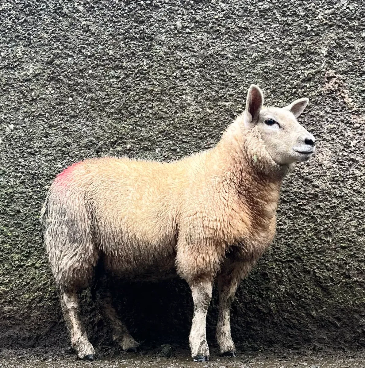 5 serious suftex ewe lambs - Image 3