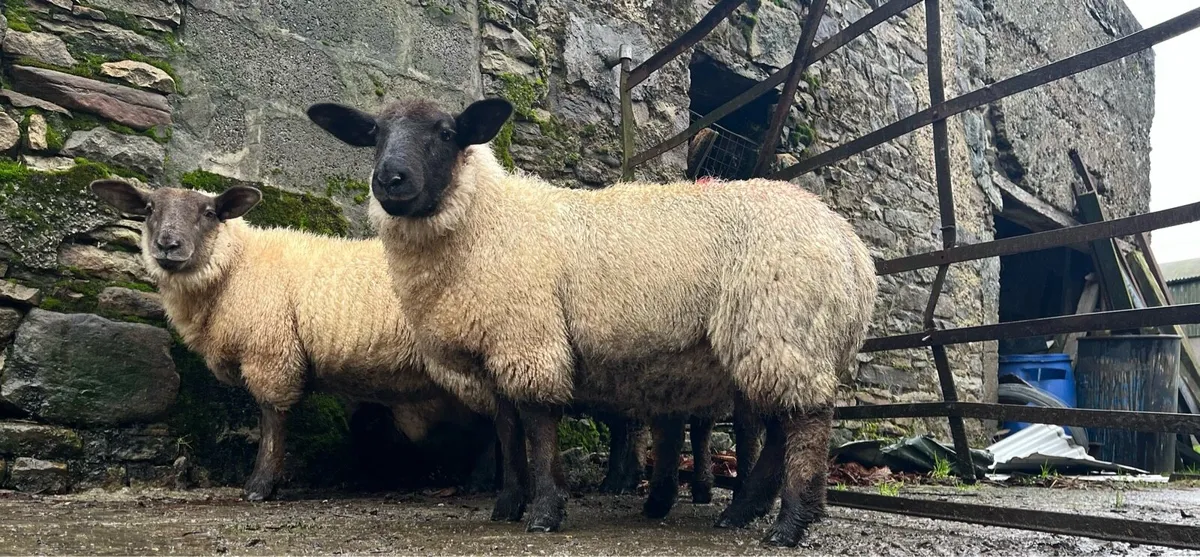 5 serious suftex ewe lambs - Image 4