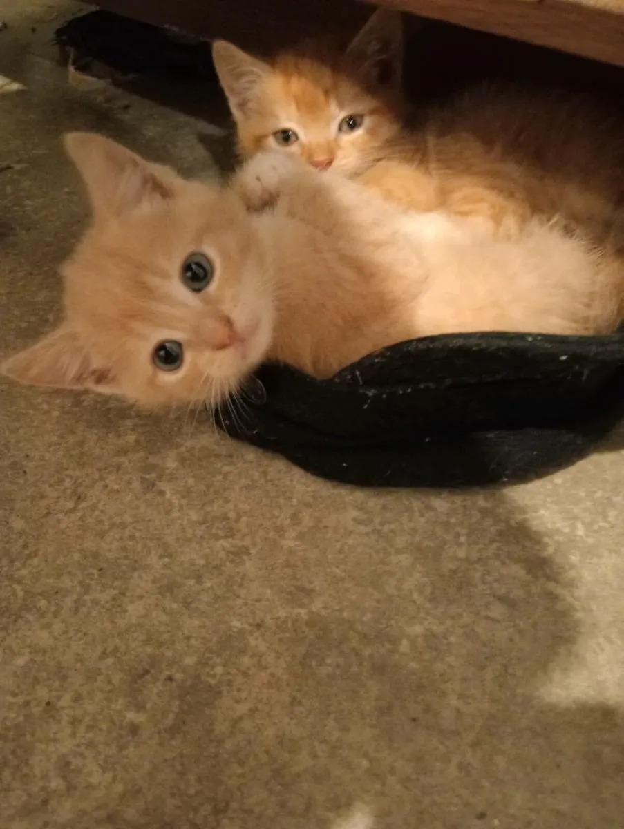 Cute, very friendly Kittens - Image 2