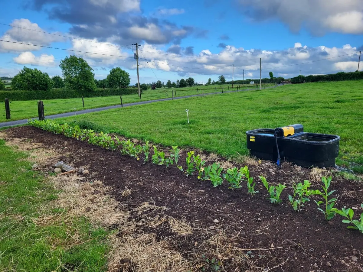 Laurel Hedging - Image 2