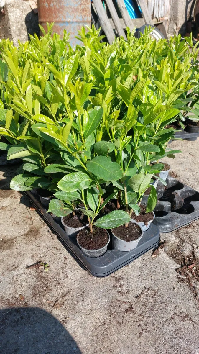 Laurel Hedging - Image 1