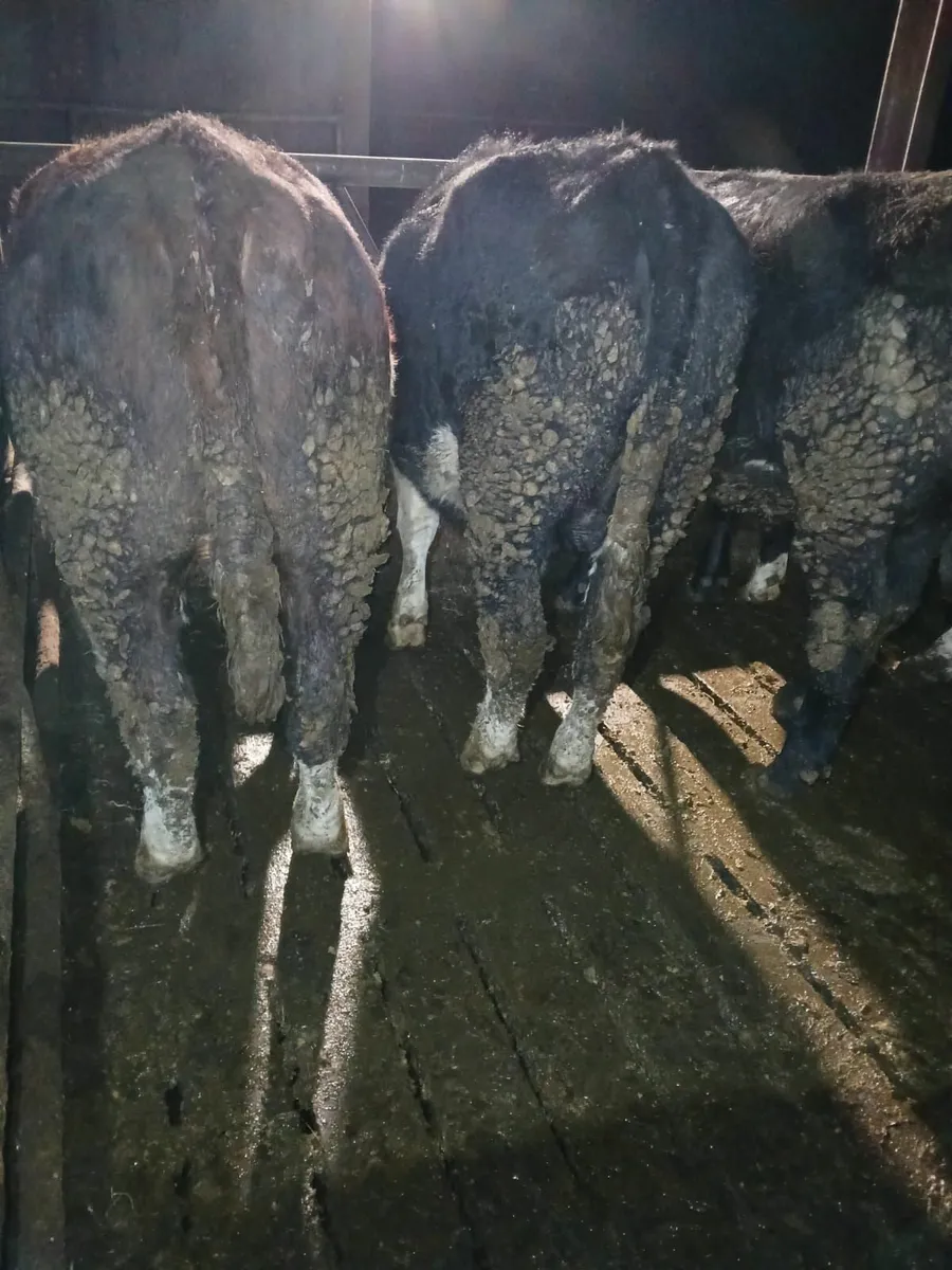 50 Bullocks - Image 2