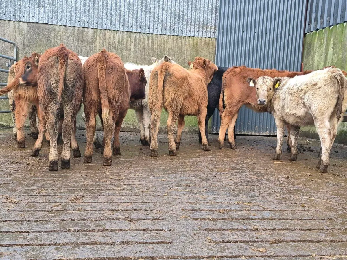 10 Super Heifer Weanlings - Image 1