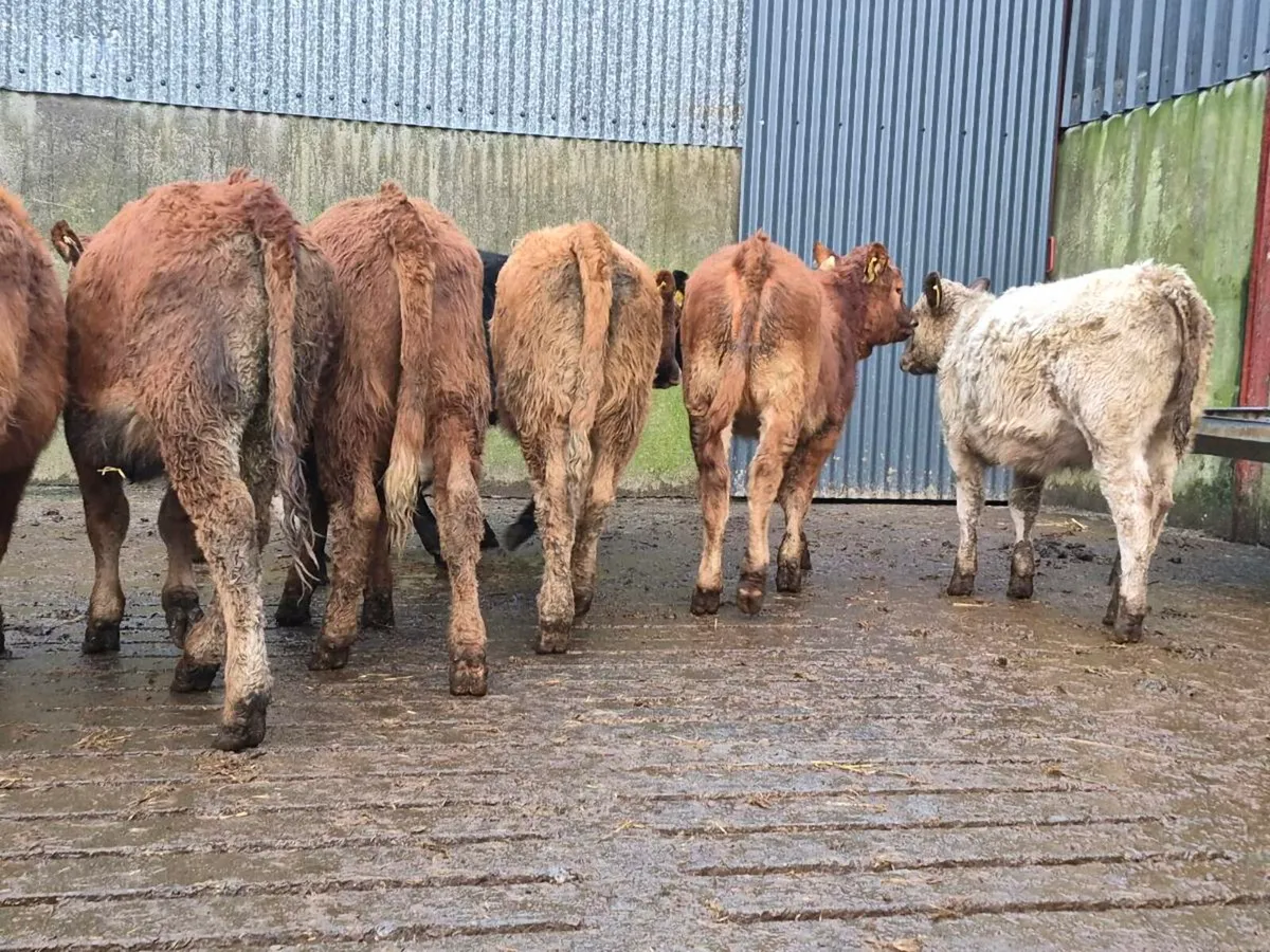 10 Super Heifer Weanlings - Image 3