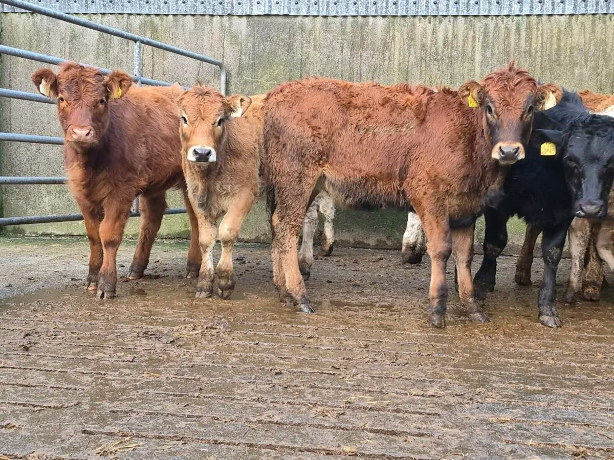 10 Super Heifer Weanlings - Image 4