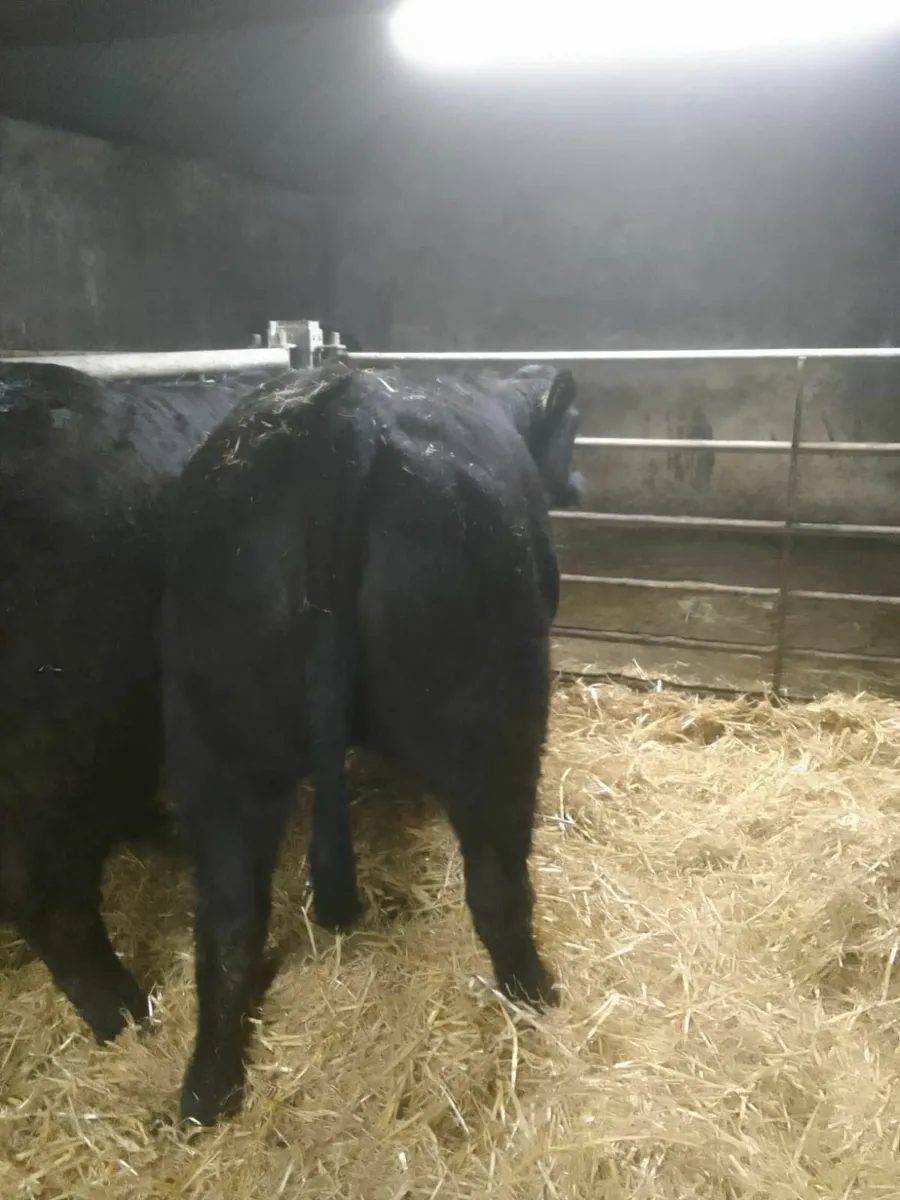 Breeding Heifers - Image 4