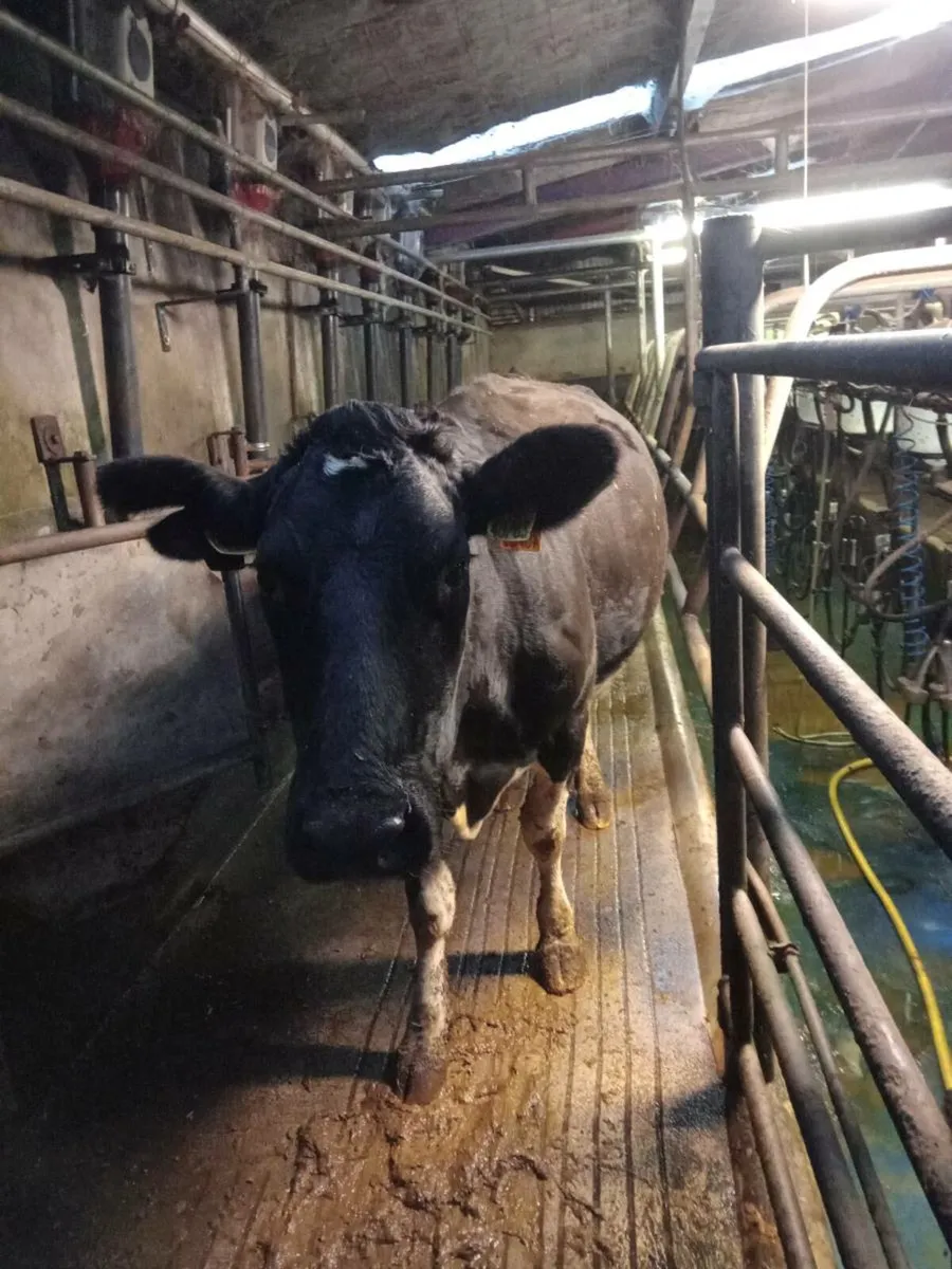 British Fresian Incalf Cows - Image 4