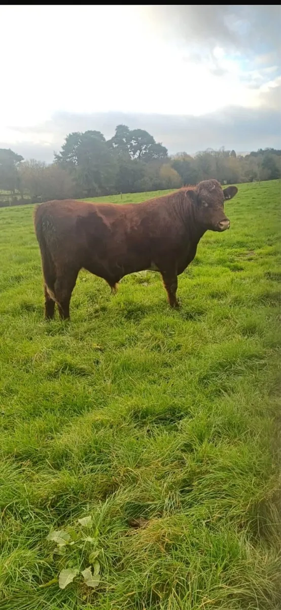 Shorthorn Bull - Image 1