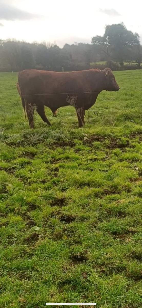 Shorthorn Bull - Image 2