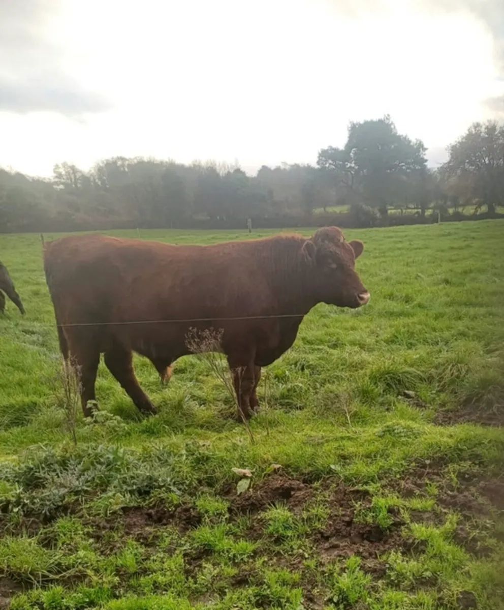 Shorthorn Bull - Image 3