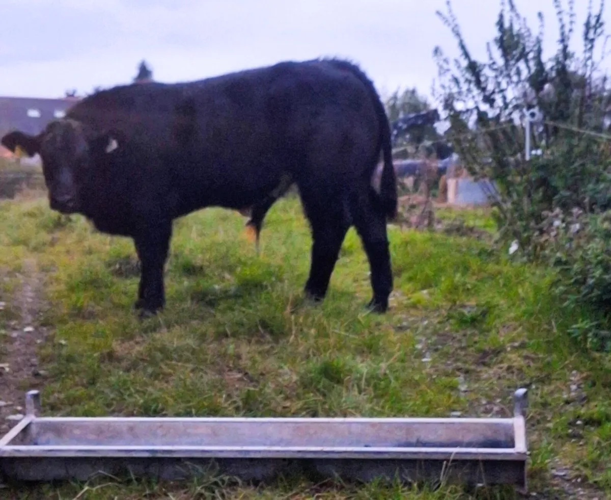 Serious bull calf for ballinasloe mart  tomorrow - Image 4