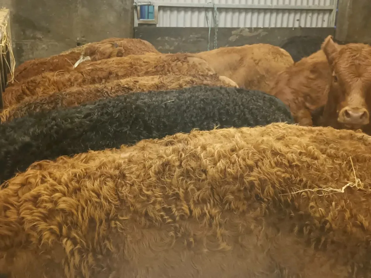 10 Top Quality U Grade Heifer's for sale - Image 2