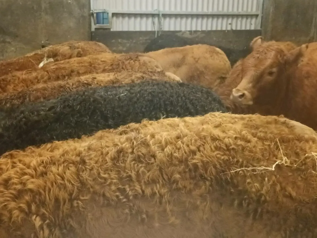 10 Top Quality U Grade Heifer's for sale - Image 3