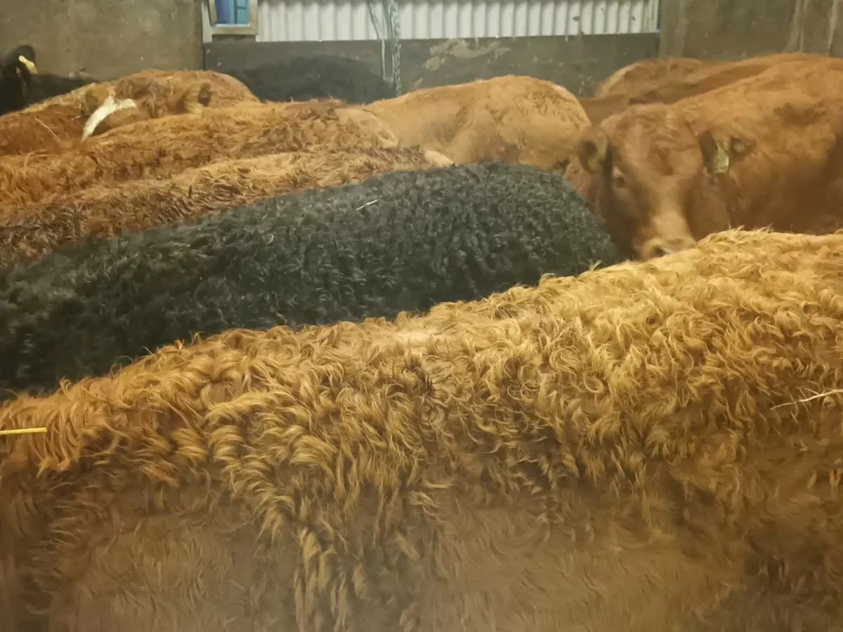 10 Top Quality U Grade Heifer's for sale - Image 4