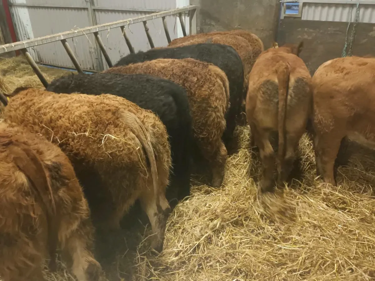 10 Top Quality U Grade Heifer's for sale - Image 1