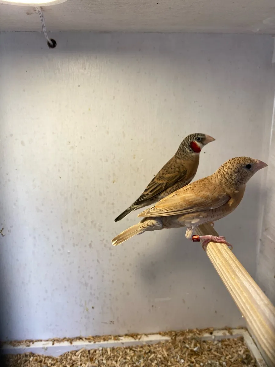 Foreign finches