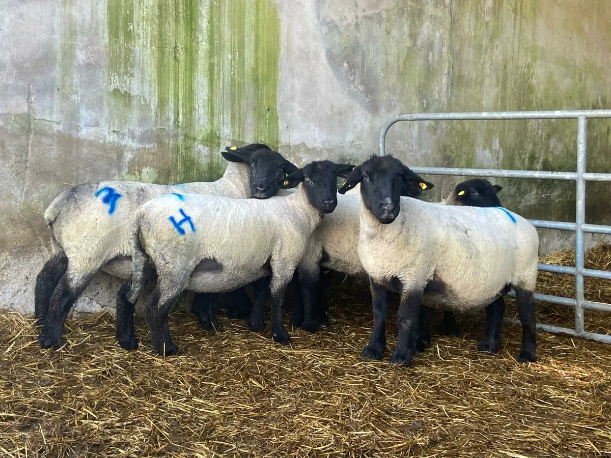 Pbnr suffolk ewes in lamb - Image 1