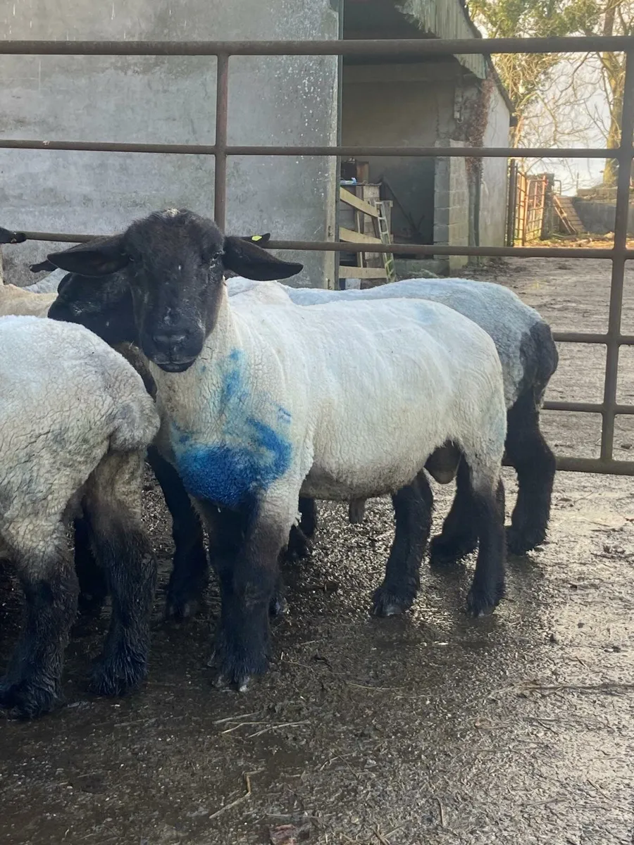 Pbnr suffolk ewes in lamb - Image 2