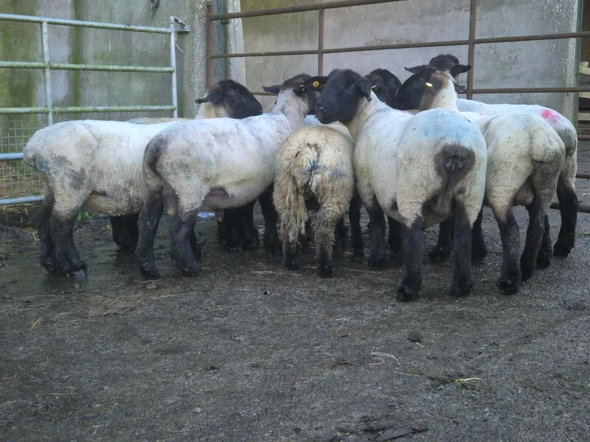 Pbnr suffolk ewes in lamb - Image 3