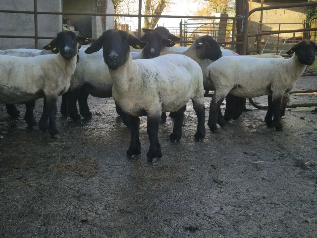 Pbnr suffolk ewes in lamb - Image 4