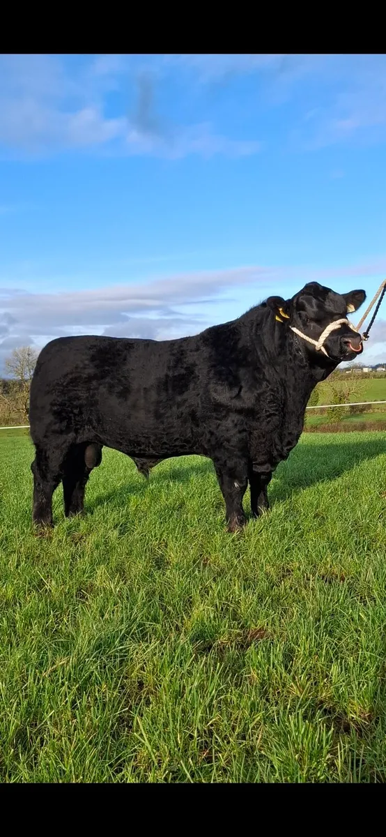 Pedigree Angus Bull - Image 1