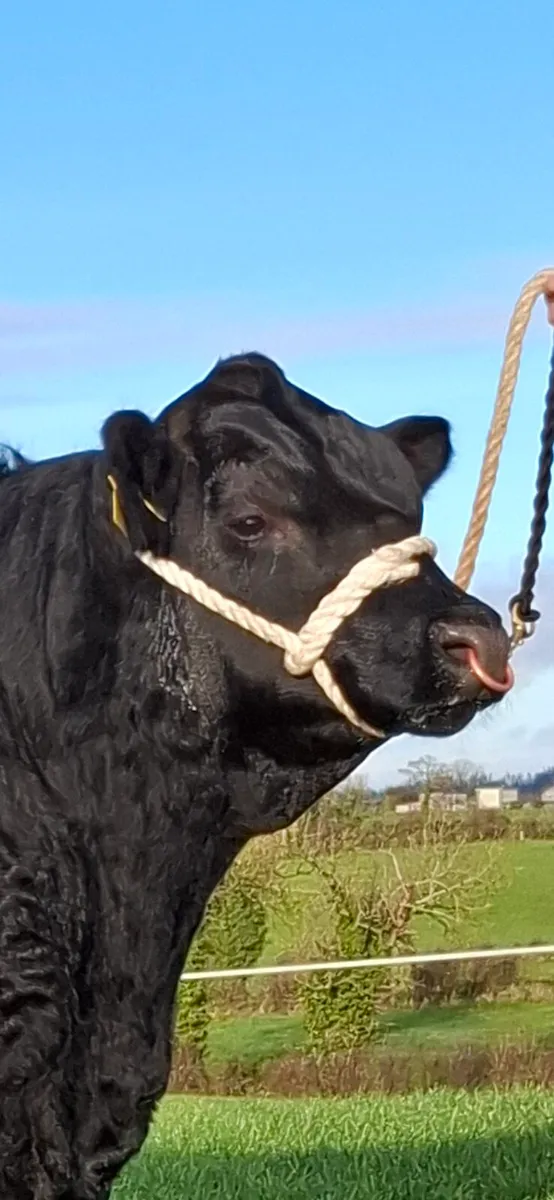 Pedigree Angus Bull - Image 2