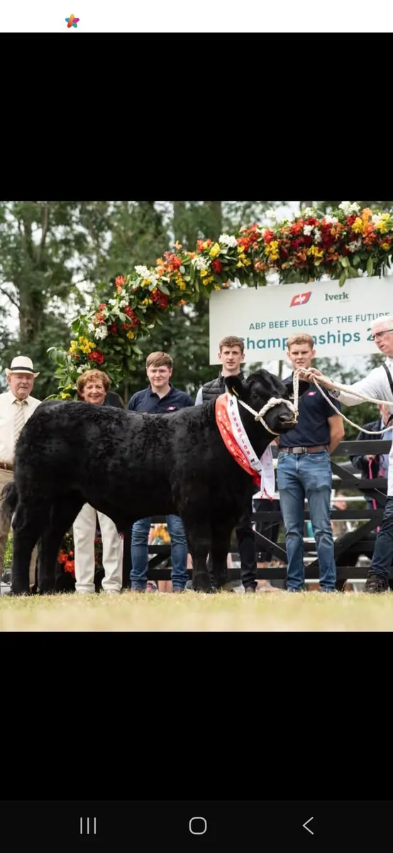 Pedigree Angus Bull - Image 3