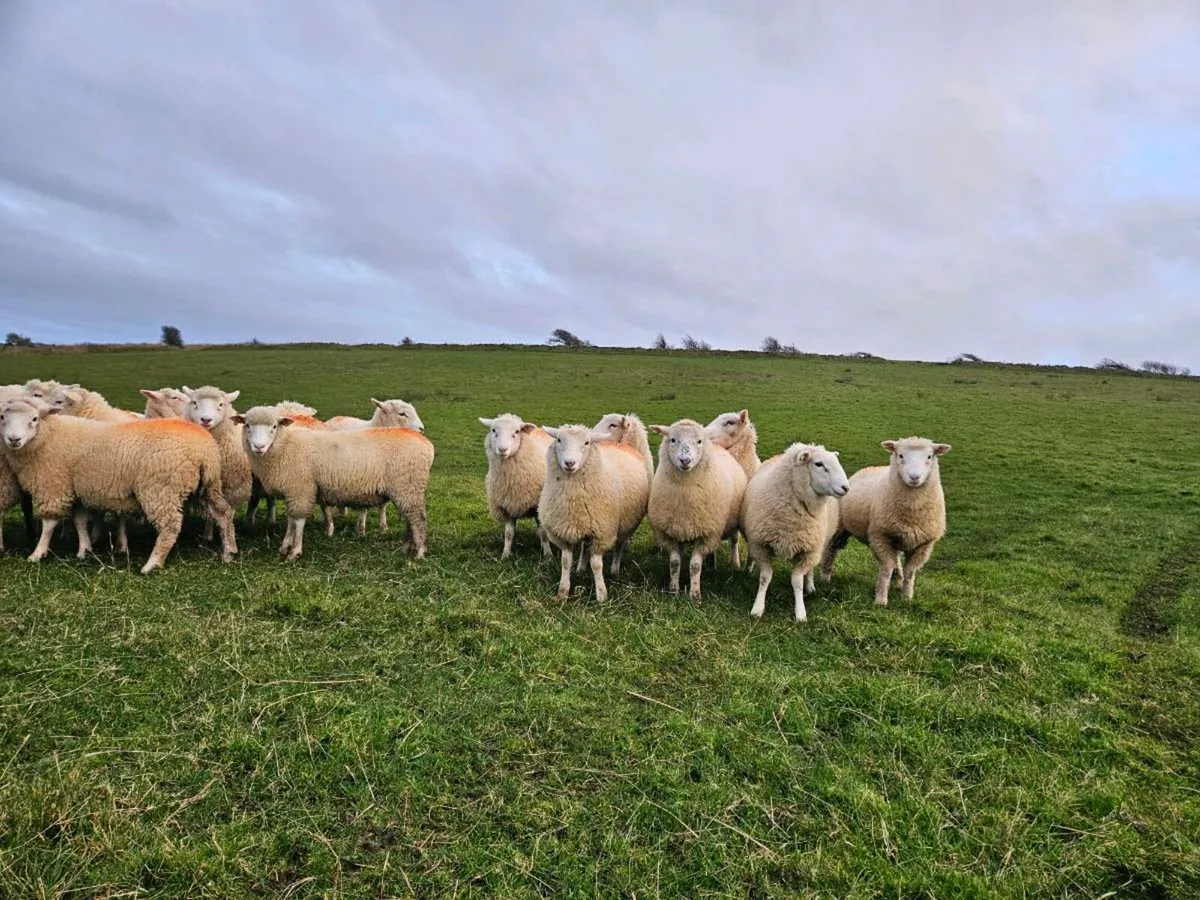 Dorset/cheviot ewes lambs- 2nd yr Organic - Image 1