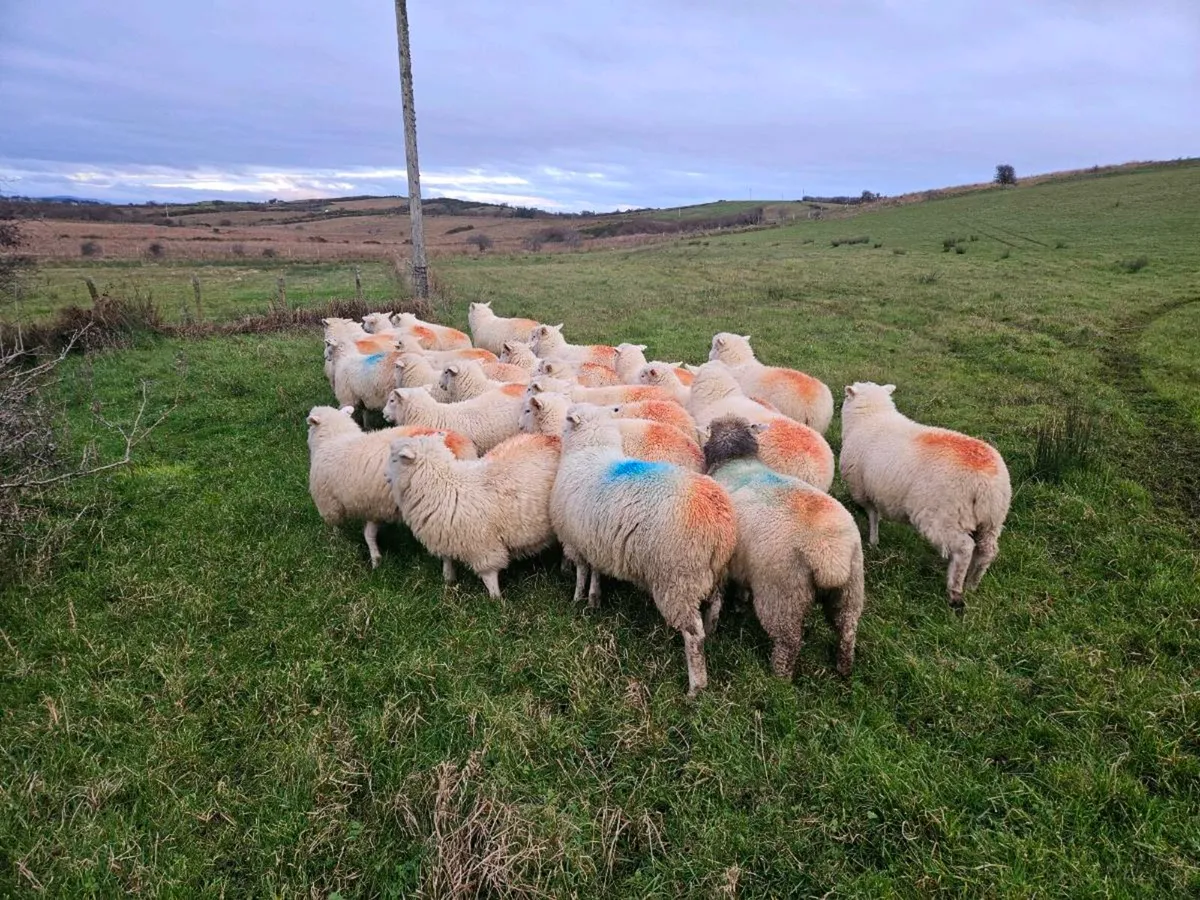 Dorset/cheviot ewes lambs- 2nd yr Organic - Image 2