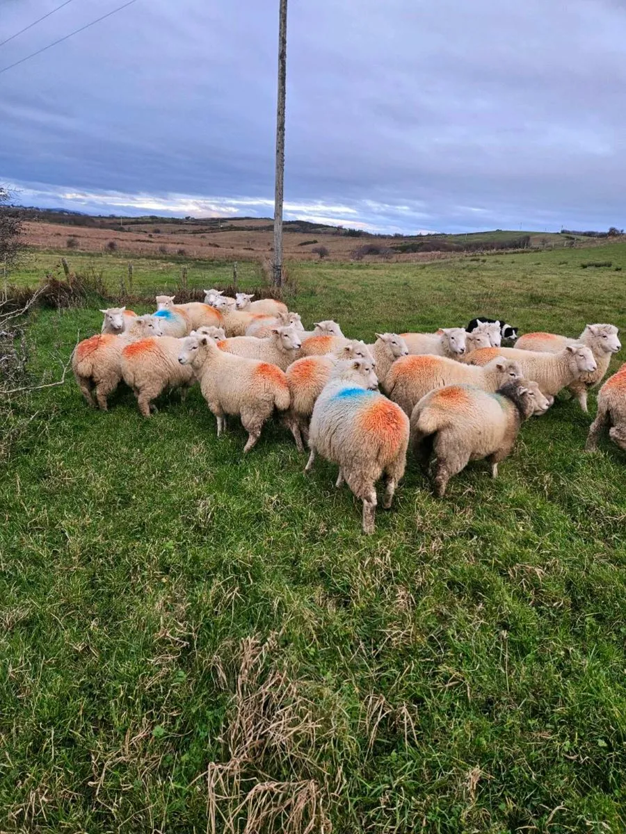 Dorset/cheviot ewes lambs- 2nd yr Organic - Image 3