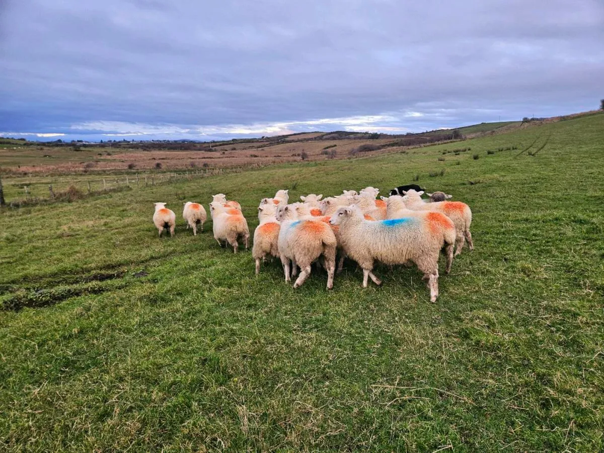Dorset/cheviot ewes lambs- 2nd yr Organic - Image 4