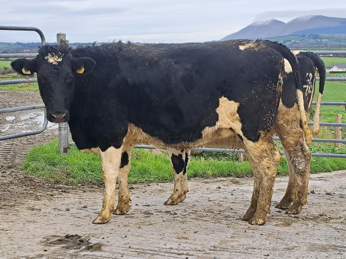 189 heifers Cork Marts Corrin Fermoy 5th Dec - Image 2