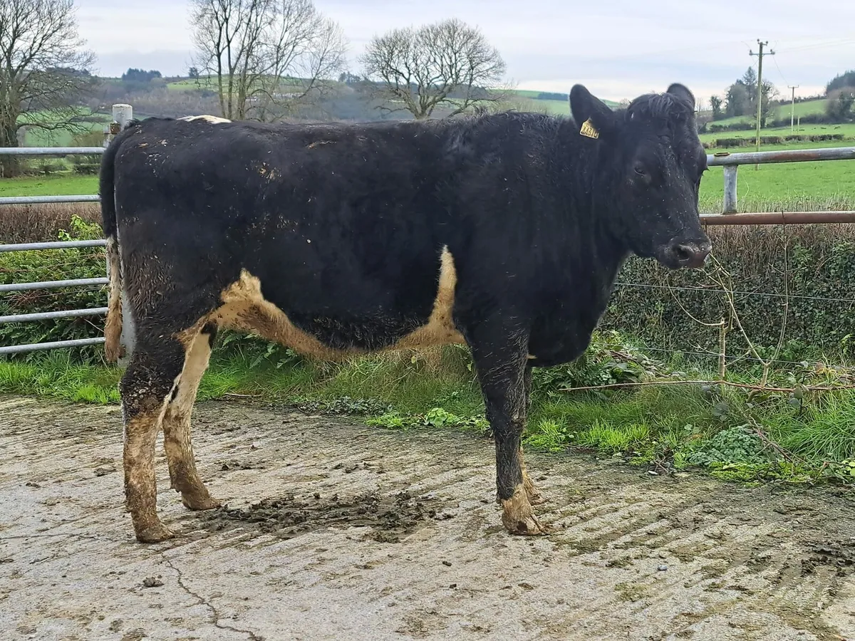 189 heifers Cork Marts Corrin Fermoy 5th Dec - Image 3