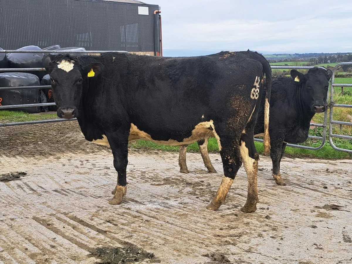189 heifers Cork Marts Corrin Fermoy 5th Dec - Image 4