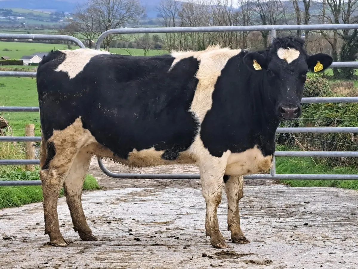 189 heifers Cork Marts Corrin Fermoy 5th Dec - Image 1