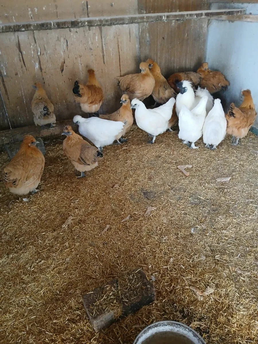 Gold top pullets - Image 2