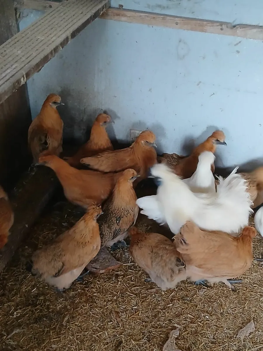 Gold top pullets - Image 3